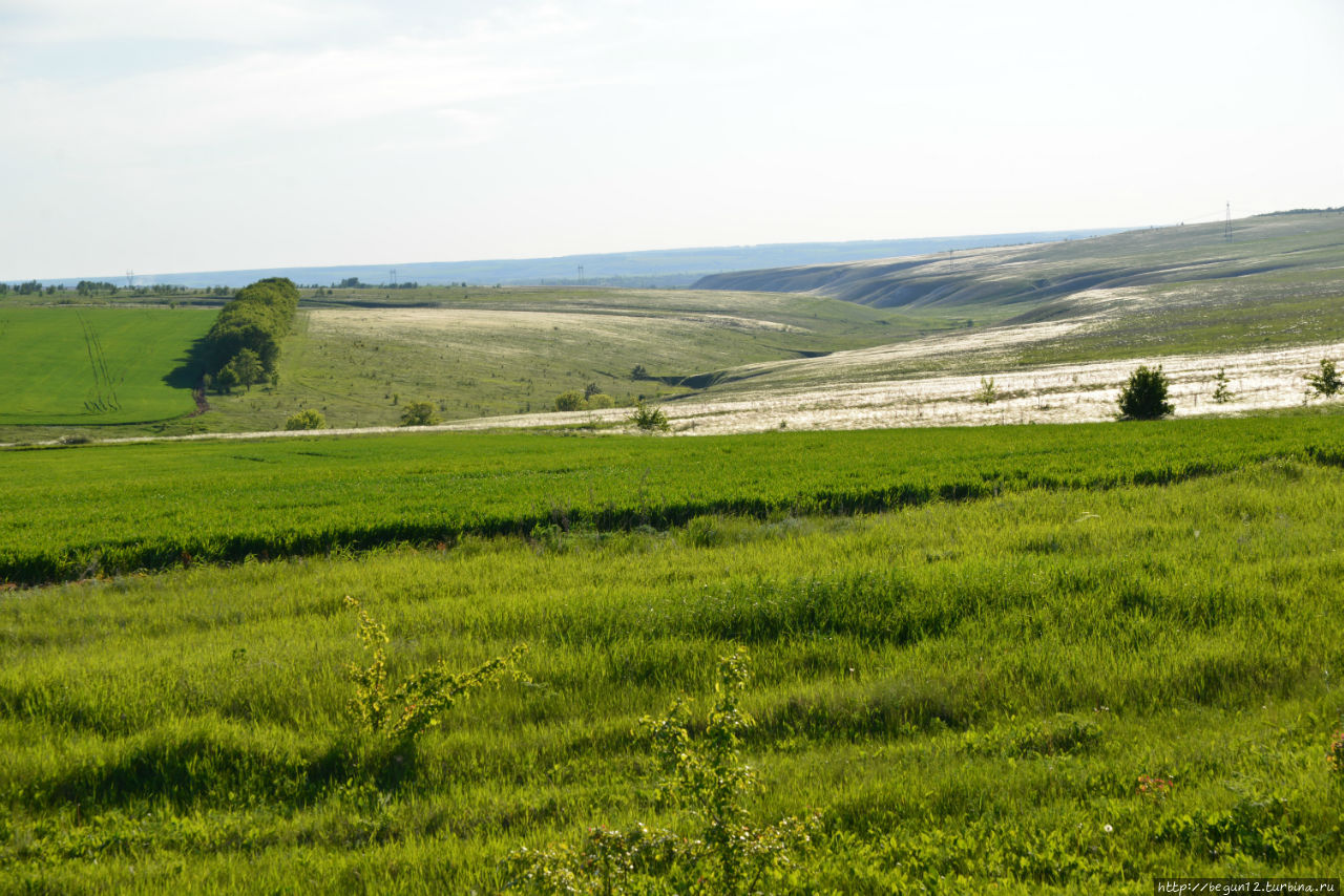 Ковыль Дивногорье, Россия