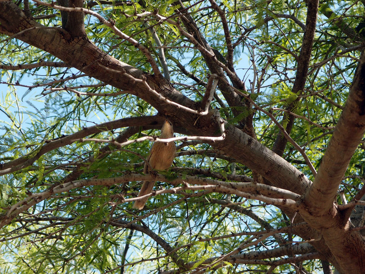 Волшебство пустыни. Махтеш Рамон Мицпе-Рамон, Израиль