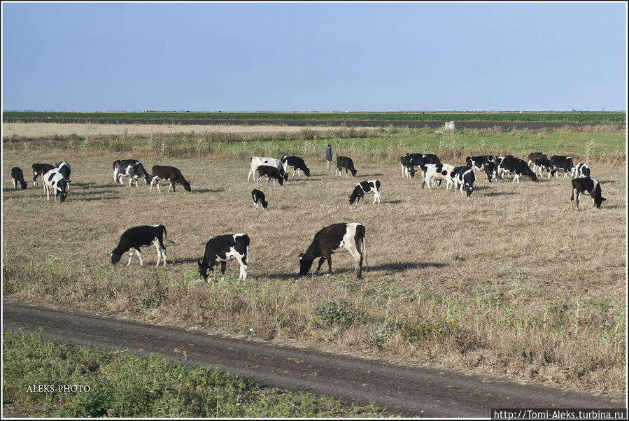 А теперь взгляните на этих коров. Чем они отличаются от наших черноземных буренок? Может, я подменил фотографию. Но нет — это тоже Африка...
* Эль-Джадида, Марокко