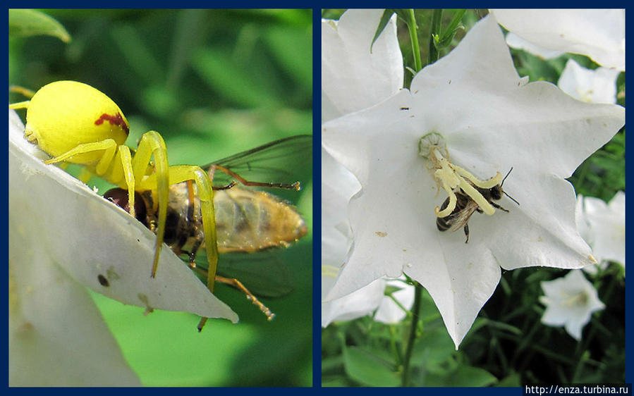 Дачная феерия