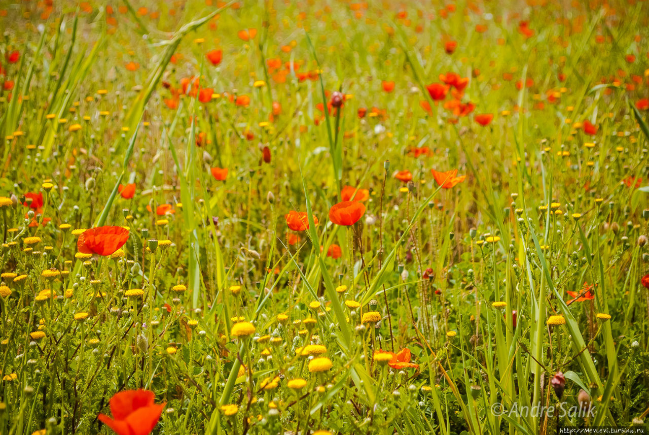 Поле маков Ситжес, Испания