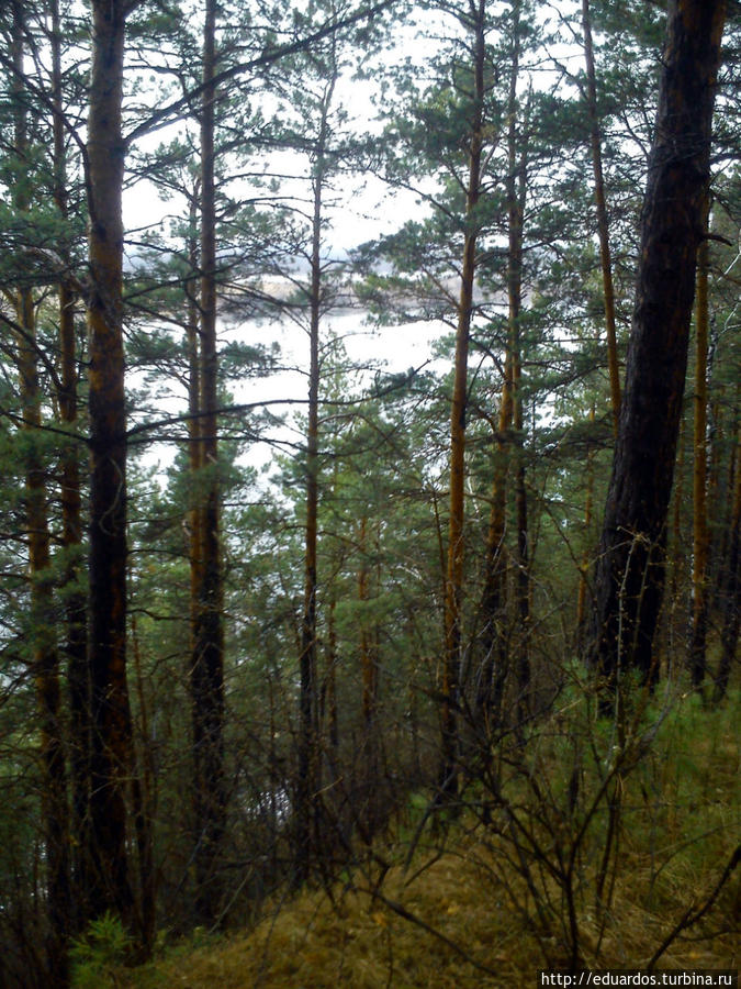 В лесу . Где-то между Железногорском и Подгорным Красноярск, Россия