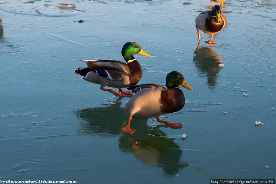 Тихая Тихань Тихань, Венгрия