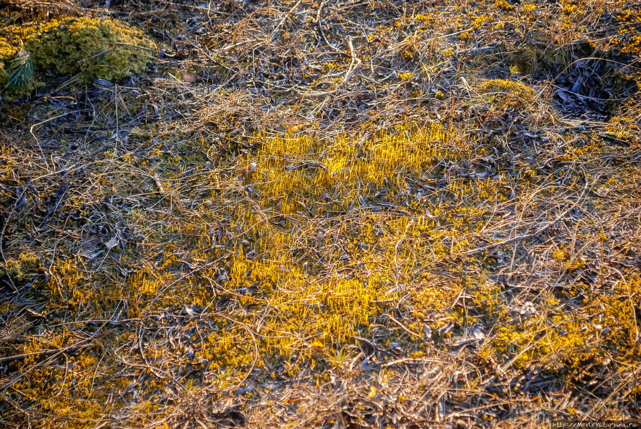 Волшебство на закате в дюнах Рига, Латвия