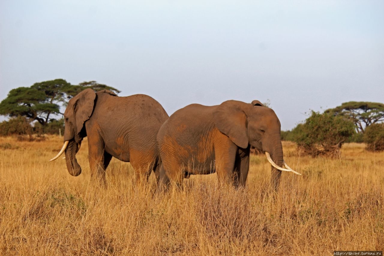 22 сентября — Всемирный день защиты слонов Амбосели Национальный Парк, Кения