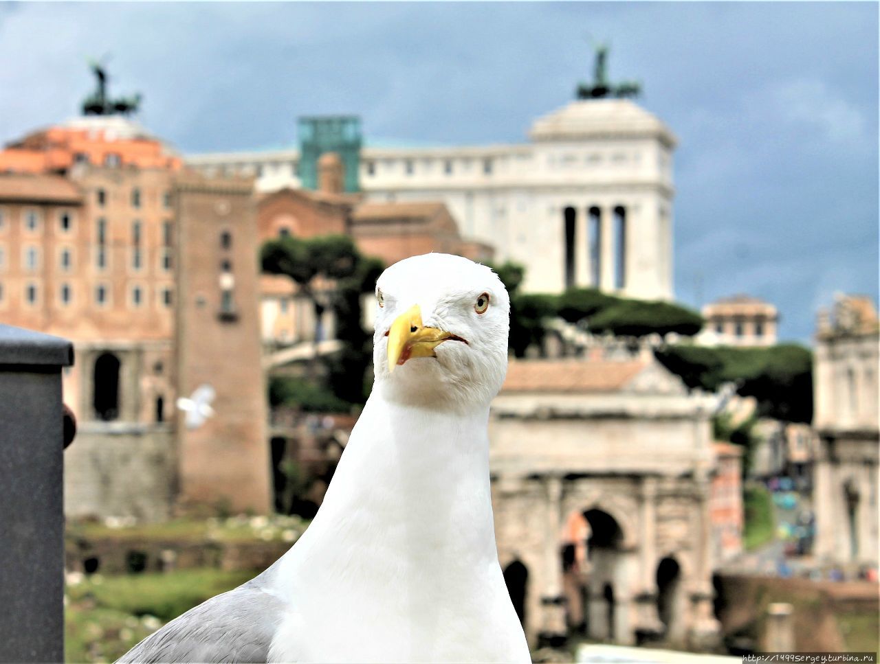 Римские чайки, как достопримечательность Вечного города Рим, Италия