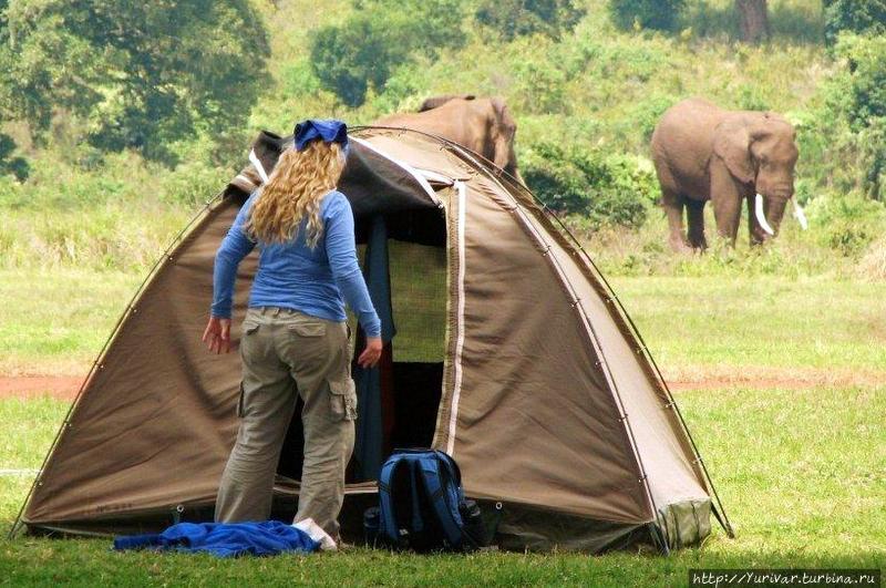Бывают и такие встречи у палатки Серенгети Национальный Парк, Танзания