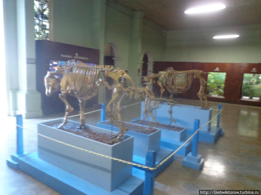 Зоомузей  в г.Богор Богор, Индонезия