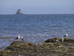 Бухта Гертнера — чайки и остров Монах.