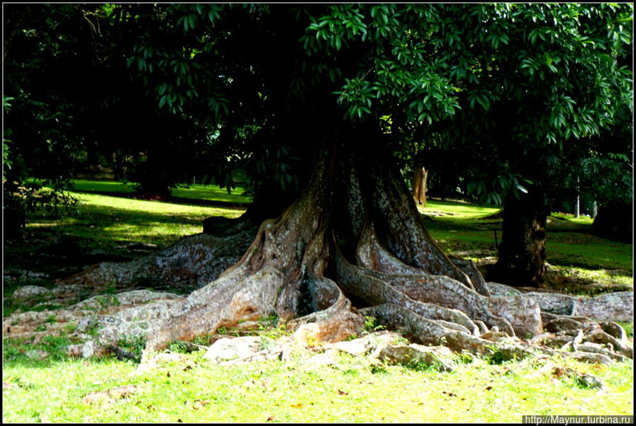 Сад —  мечта  королей... Перадения, Шри-Ланка