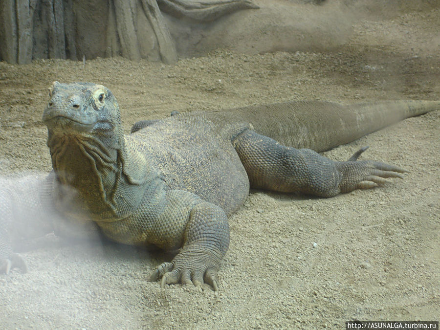 Зоопарк в Барселоне (Barcelona Zoo) находится практически в центре города. Это одно из популярных и наиболее часто посещаемых мест в Барселоне. Замечательный вариант отдыха для всей семьи. Здесь содержится около 8000 животных и более 400 видов со всех континентов земного шара. К радости и детей, и взрослых, в зоопарке представлены веселые и игривые детеныши диких кошек...