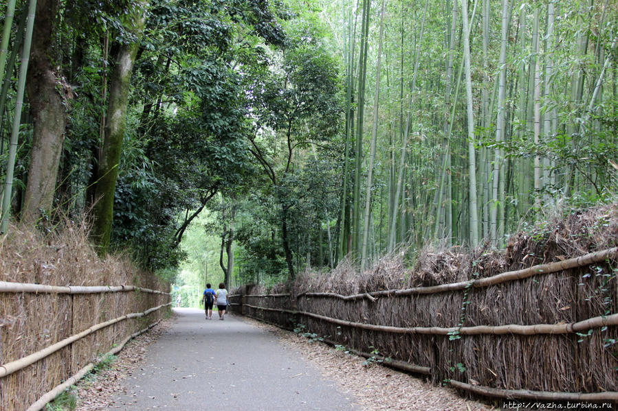 Бамбуковая роща Киото, Япония
