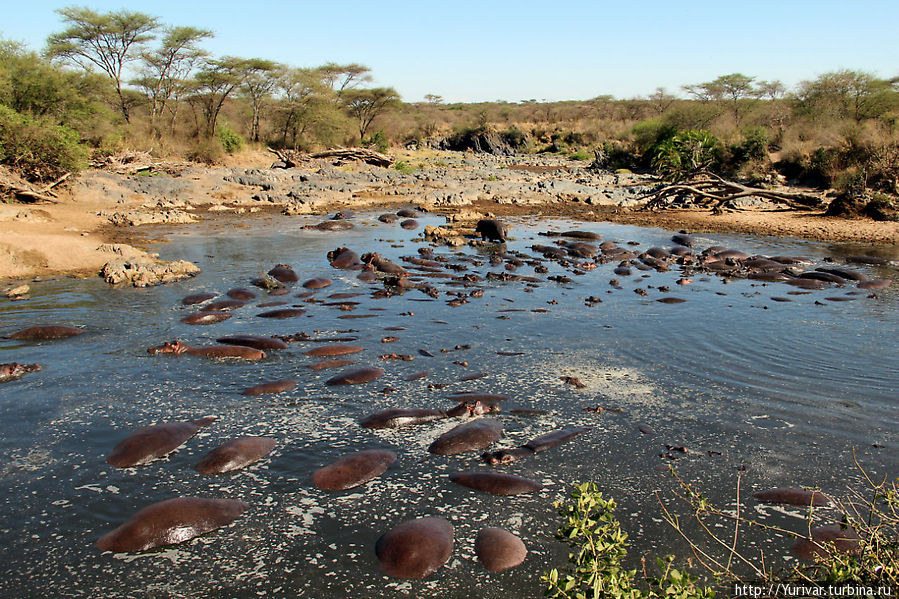 Hippo Retina Pools на реке Грумети Серенгети Национальный Парк, Танзания