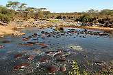 Hippo Retina Pools на реке Грумети