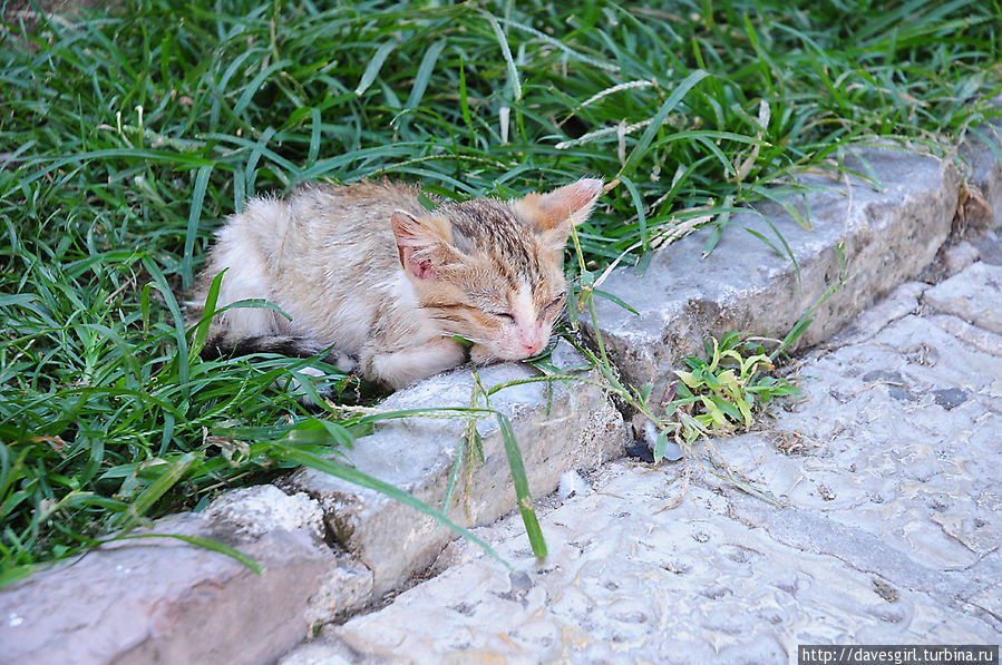 Черногорские кошки :) Черногория