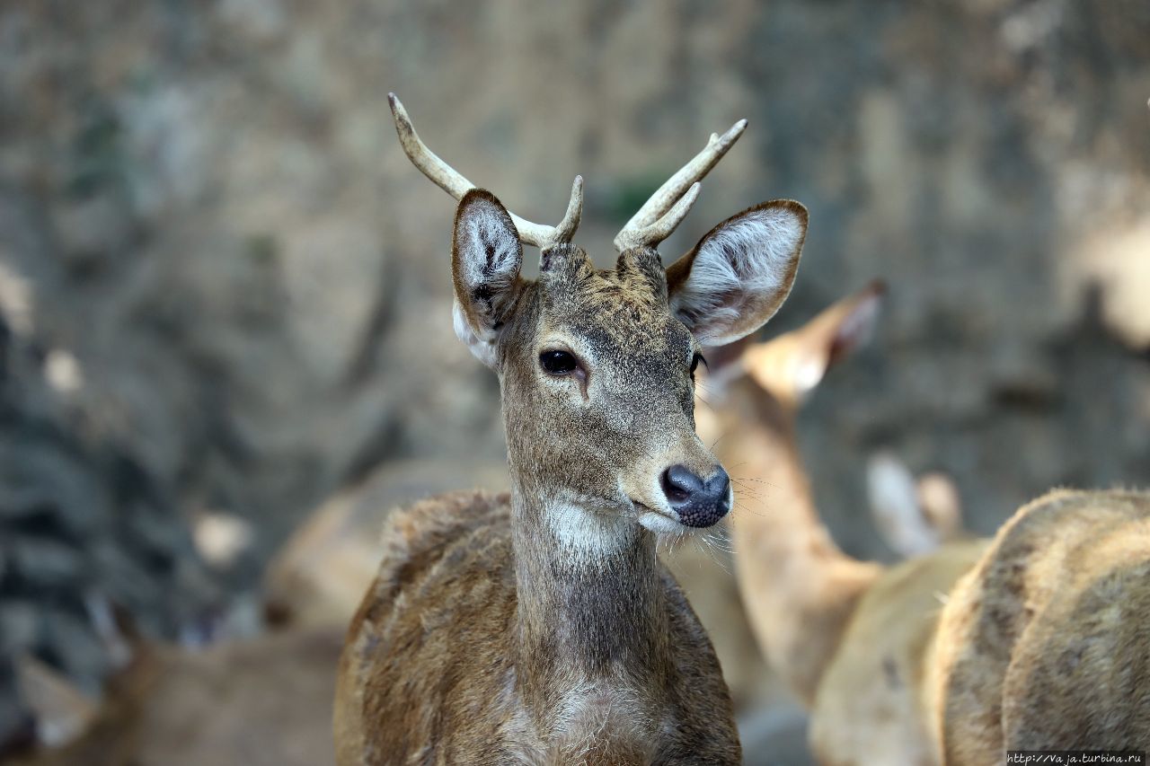 Зоопарк Янгона Янгон, Мьянма