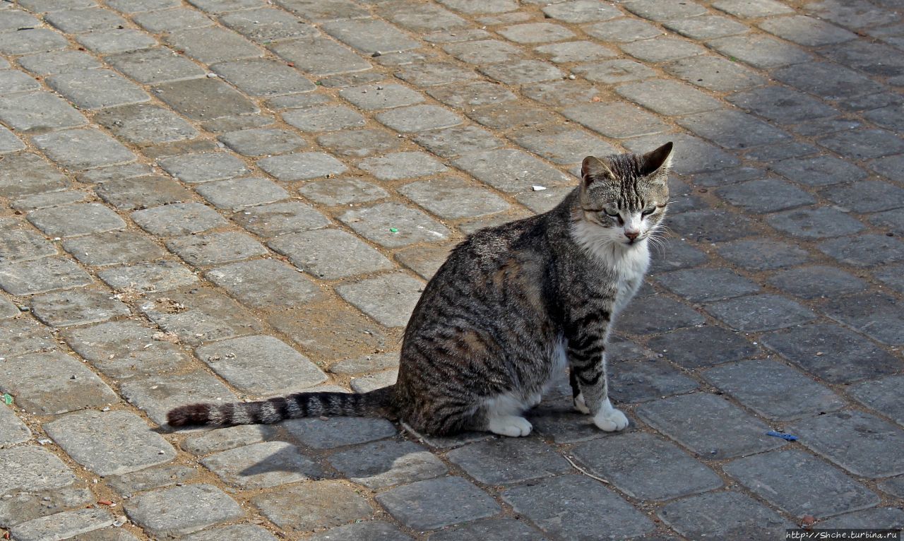 А вот и котиков нам в ленту;) Коты и кошки Мазаргана Эль-Джадида, Марокко