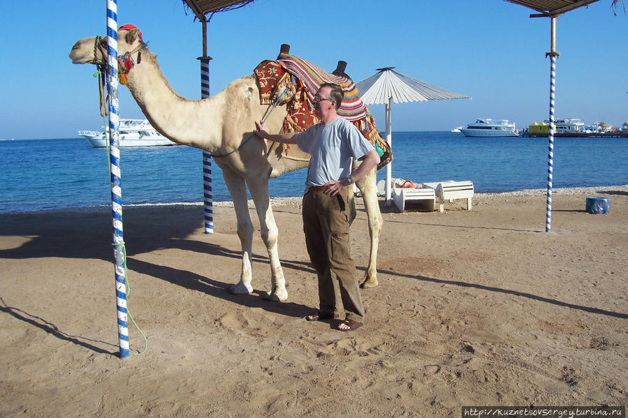 С верблюдом Феликсом Хургада, Египет