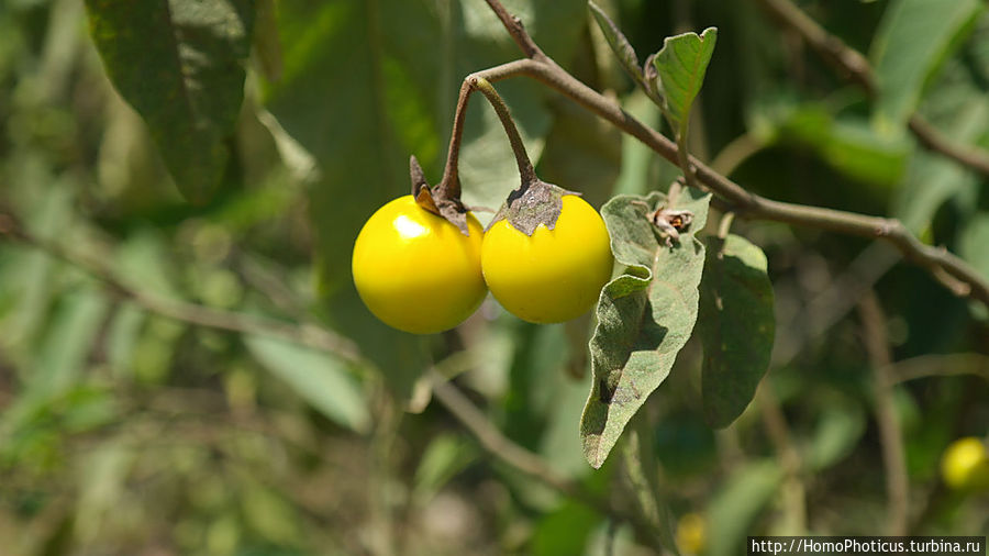 странная ядовитая ягодка Арба-Минч, Эфиопия