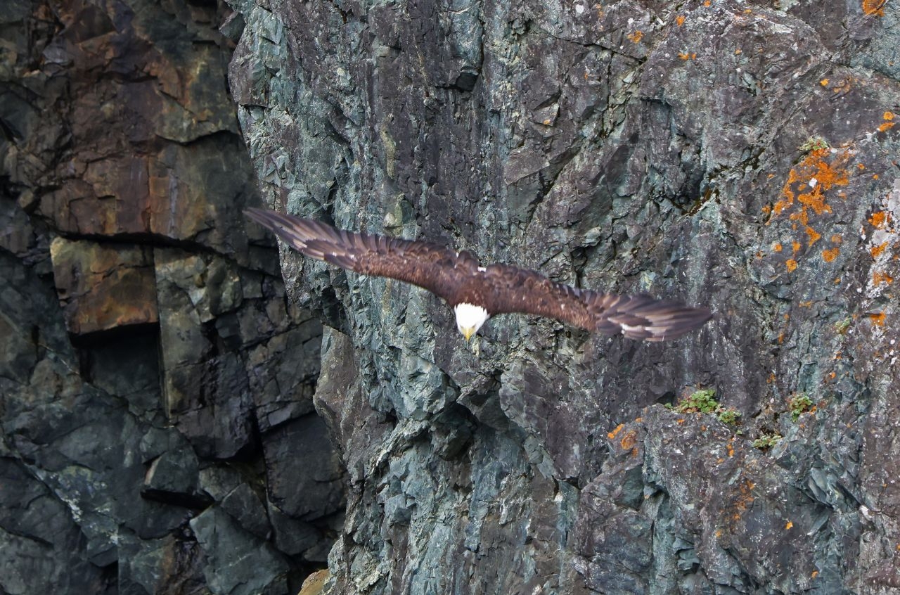 Животный мир Аляски. Белоголовый орлан и другие птицы Штат Аляска, CША