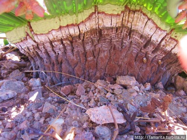 Ствол вельвичии.