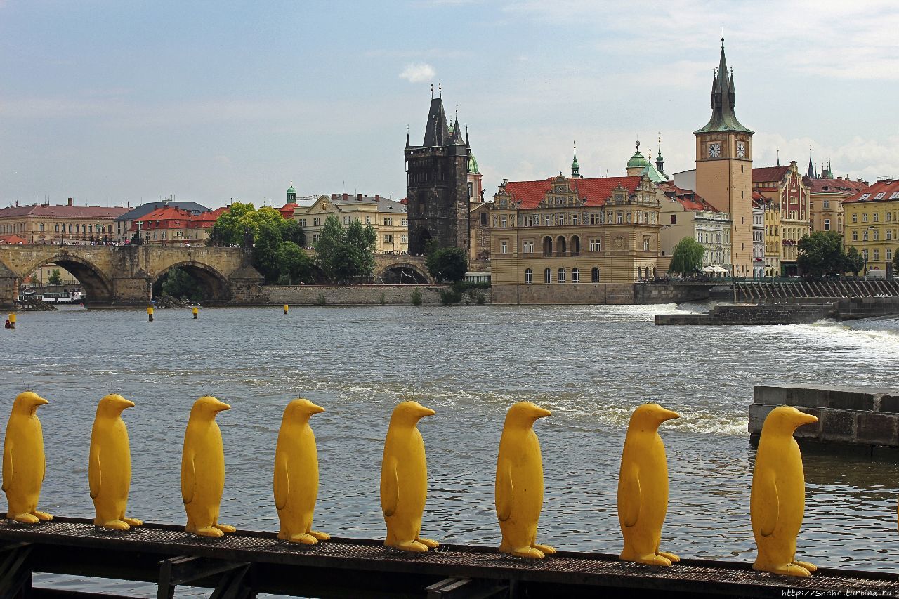 Марш пингвинов через Влтаву Прага, Чехия