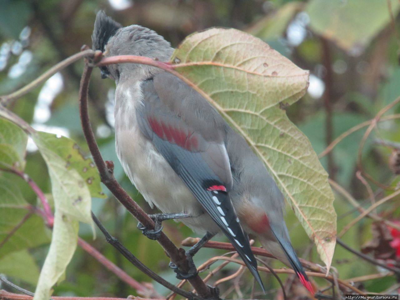 Прилетели свиристели. На калину сели. 