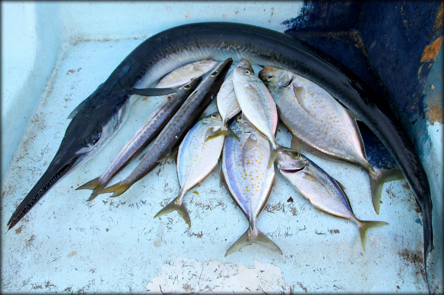 Рыбалка в заливе Таджура