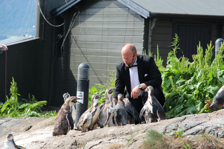 Кормление пингвинов. Олесунн, Норвегия