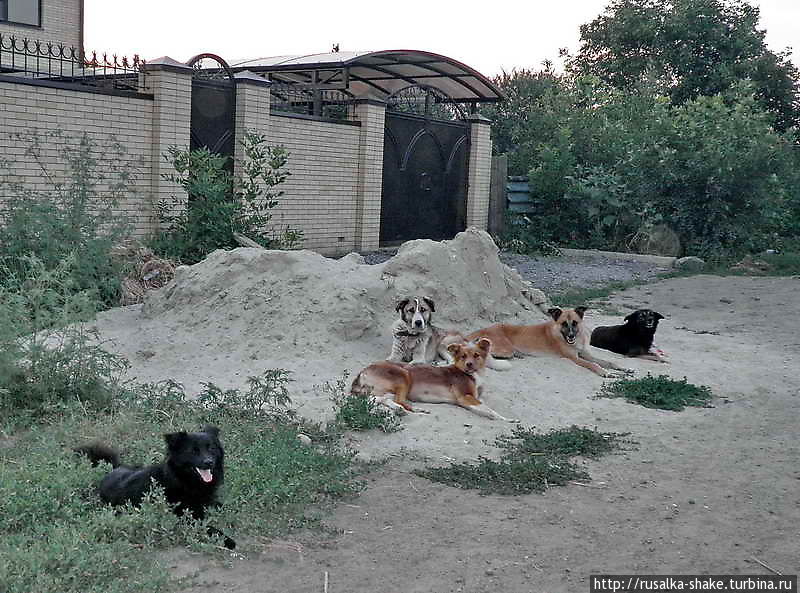 Собаки субурбии Батайск, Россия