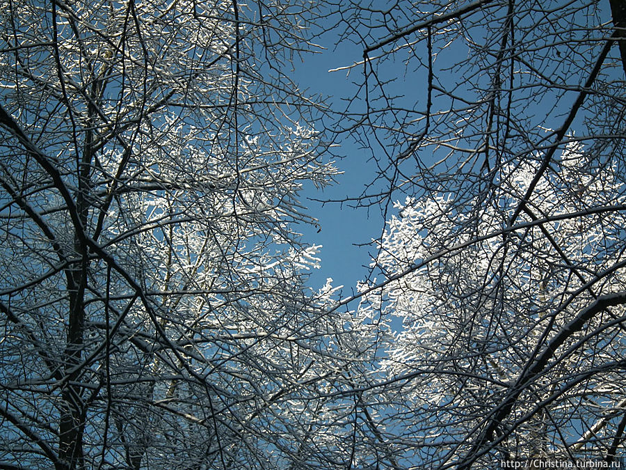 Все время хотелось смотреть вверх. 
Сказочные узоры ледяных ветвей на фоне голубого зимнего неба. Юрмала, Латвия