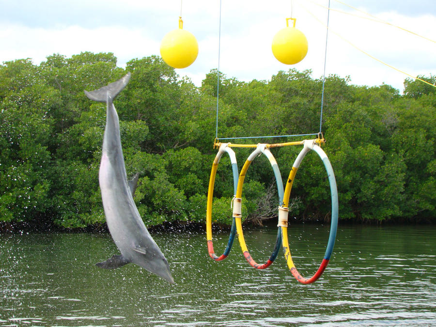 Варадеро. Дельфинарий Варадеро, Куба