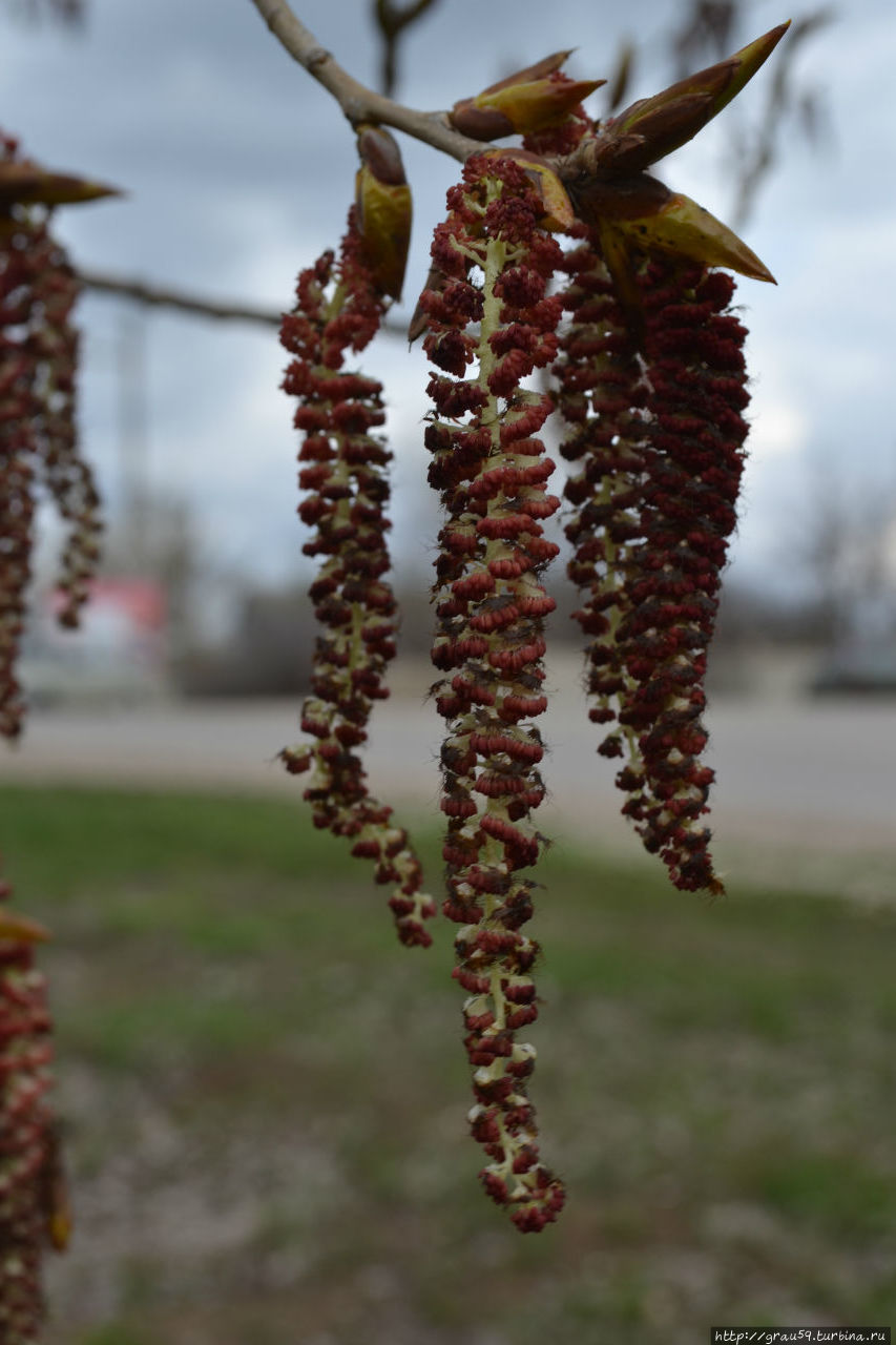 Весна: почки, сережки и листочки Саратов, Россия