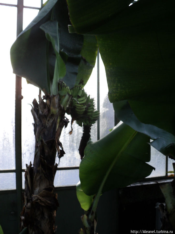 Бананы созревают