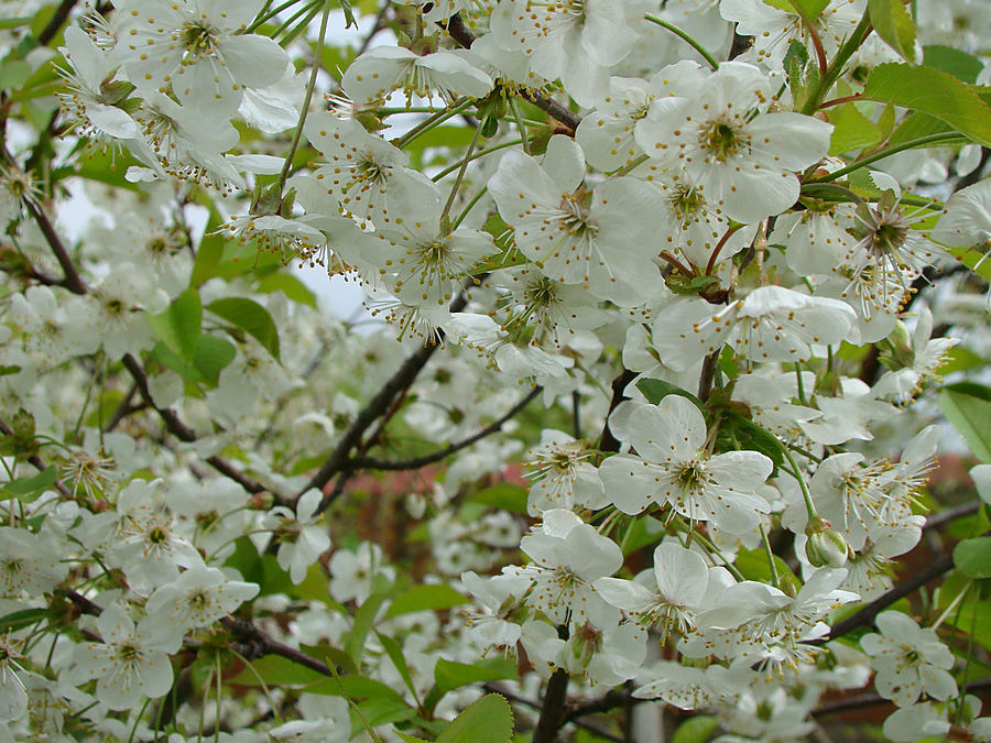 Моя сакура Москва, Россия
