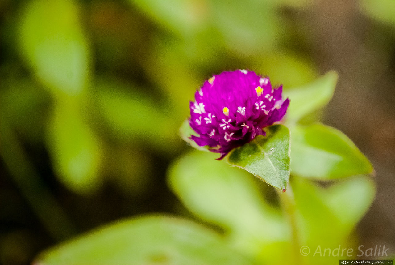 Полуденное зеркало озера Дал Шринагар, Индия