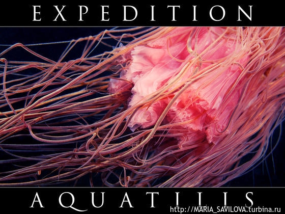 это заставка экспедиции если так можно сказать