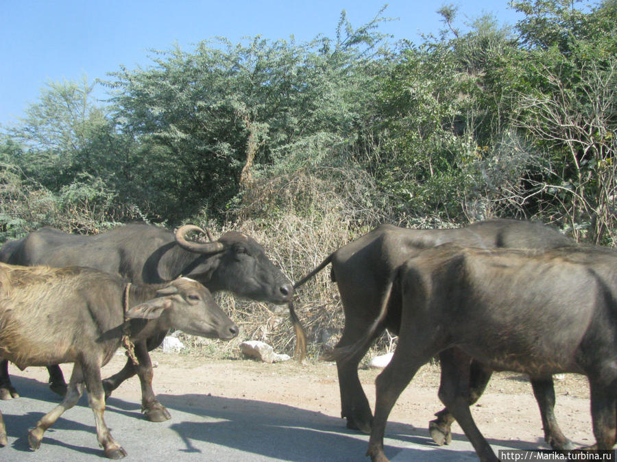 По дороге в Кумбальгарх. Раджастан, Индия. Индия