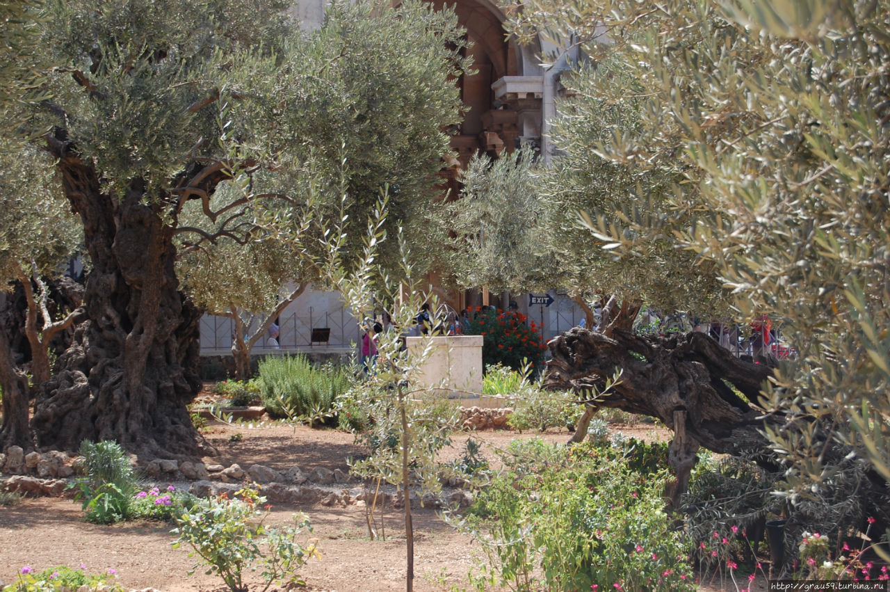 Легендарный сад. Старые оливы в Гефсиманском саду. Фото территория Гефсиманского сада Иерусалим.