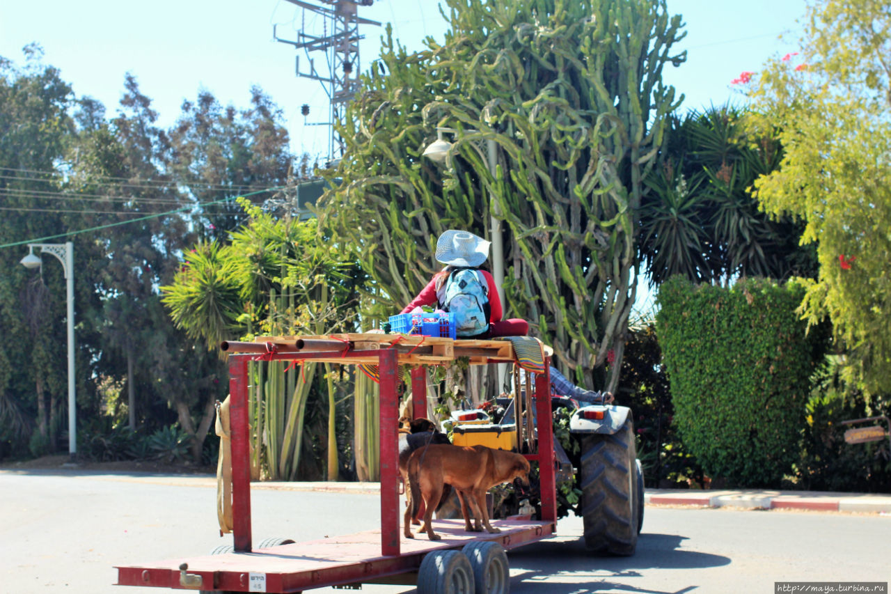 второй трактор с прицепом. Обратите внимание на высоту кактусов на дороге Лахиш, Израиль