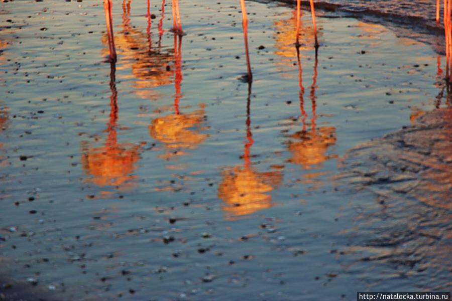 В гостях у фламинго. Уолфиш-Бей, Намибия