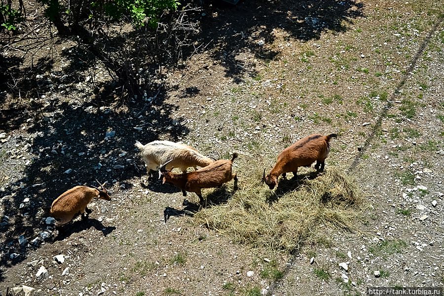 Под канатной дорогой пасутся всевозможные козы... Геленджик, Россия