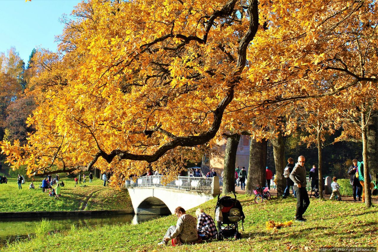 Золотая Осень в Павловском парке #4 Всё самое, самое яркое Павловск, Россия