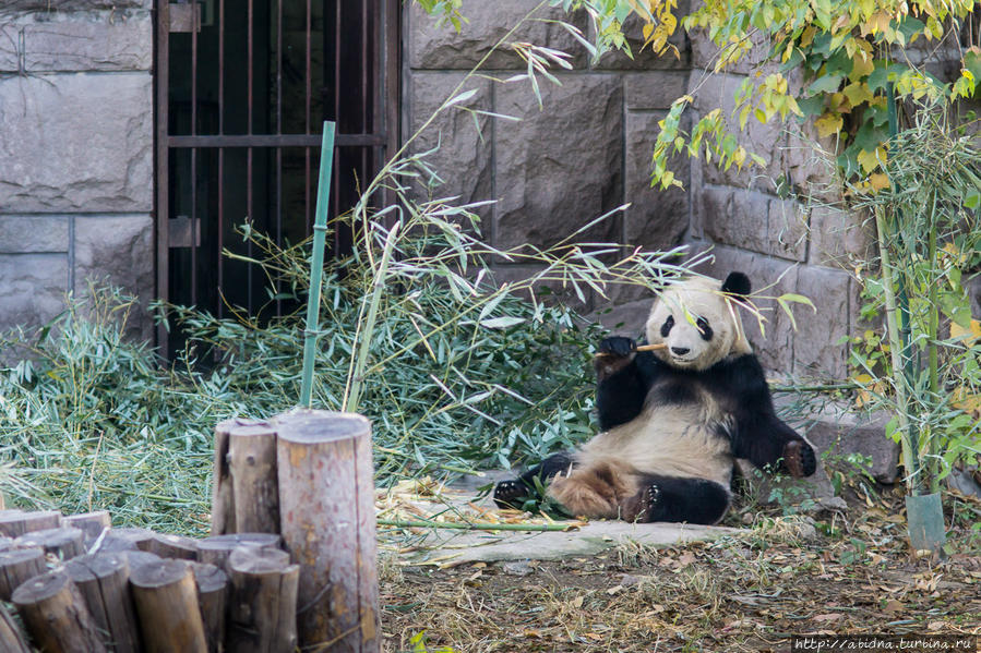 Пекинский зоопарк. Панды и дети Пекин, Китай