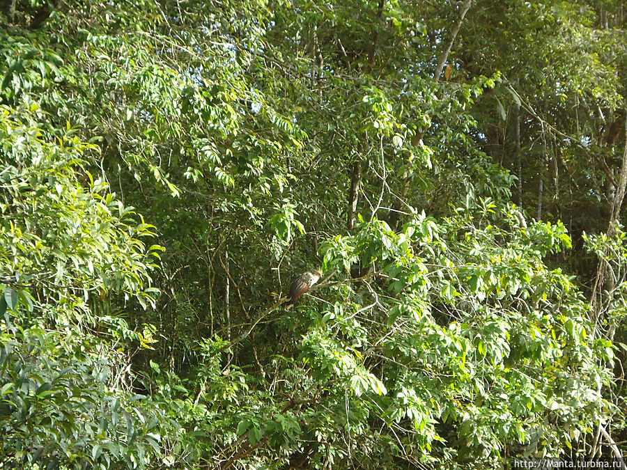 Гоацин. Большая и красивая птица. Они обычно сидят стаей на кусте, крякают, не пугливые, мы их часто видели. Она клевая, погугли фотки. Лаго-Агрио, Эквадор