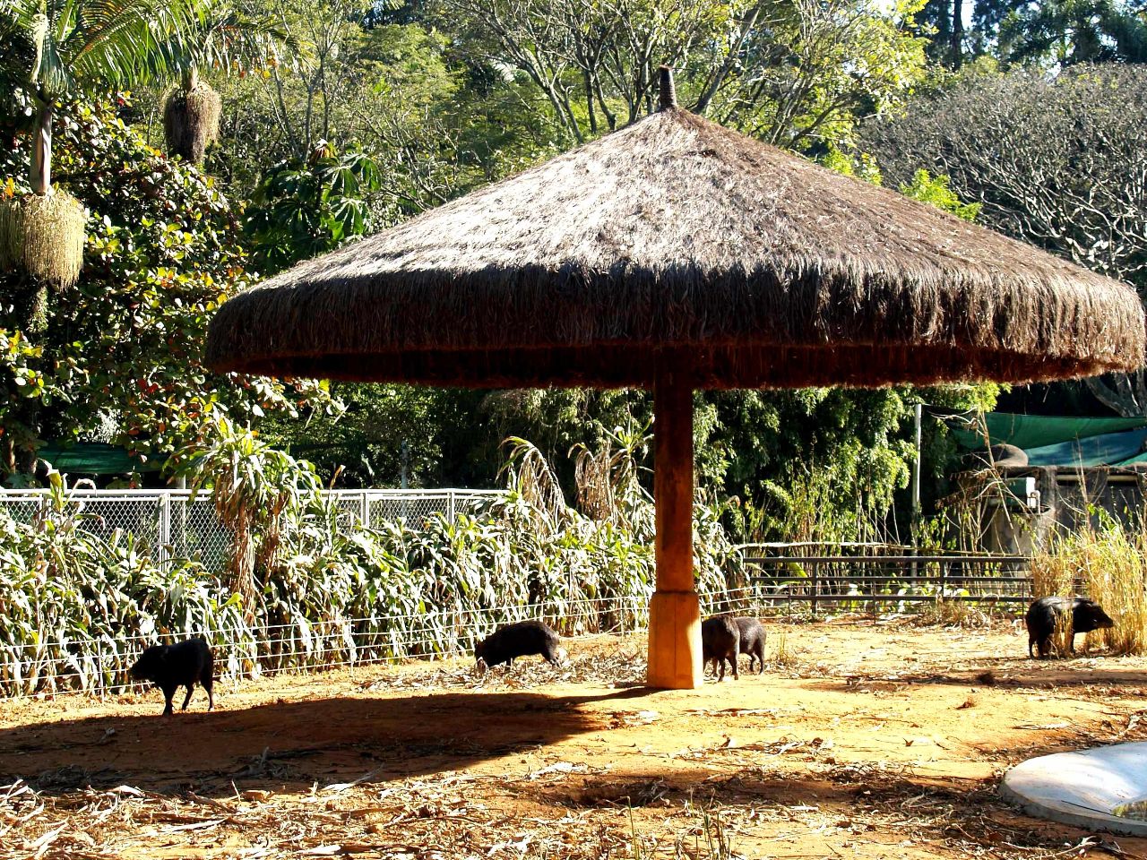 Зоопарк Сан-Паулу Сан-Паулу, Бразилия