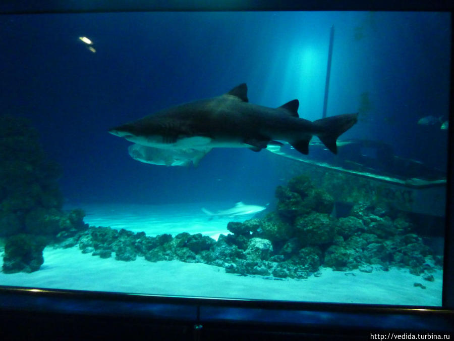 акула в аквариуме Фемарн, Германия