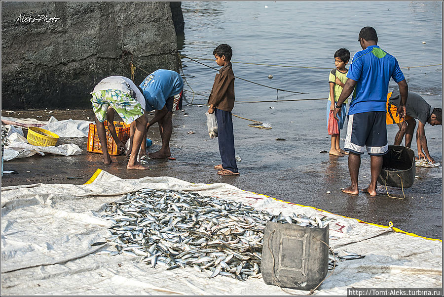 Пацаны снуют здесь с пакетами, видимо, попрошайничают рыбу...
* Мумбаи, Индия