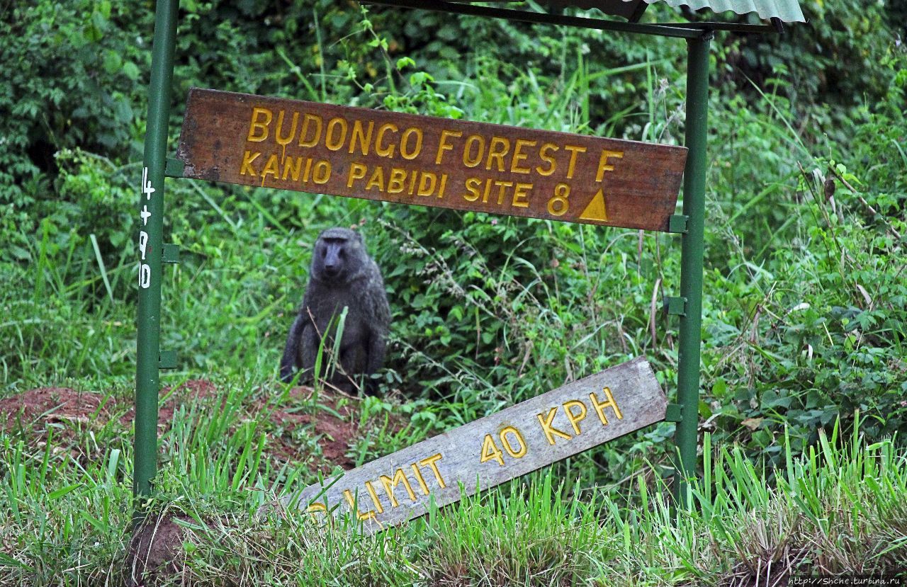 Будонго лес — фейс-контроль павианов пройден Будонго лес, Уганда
