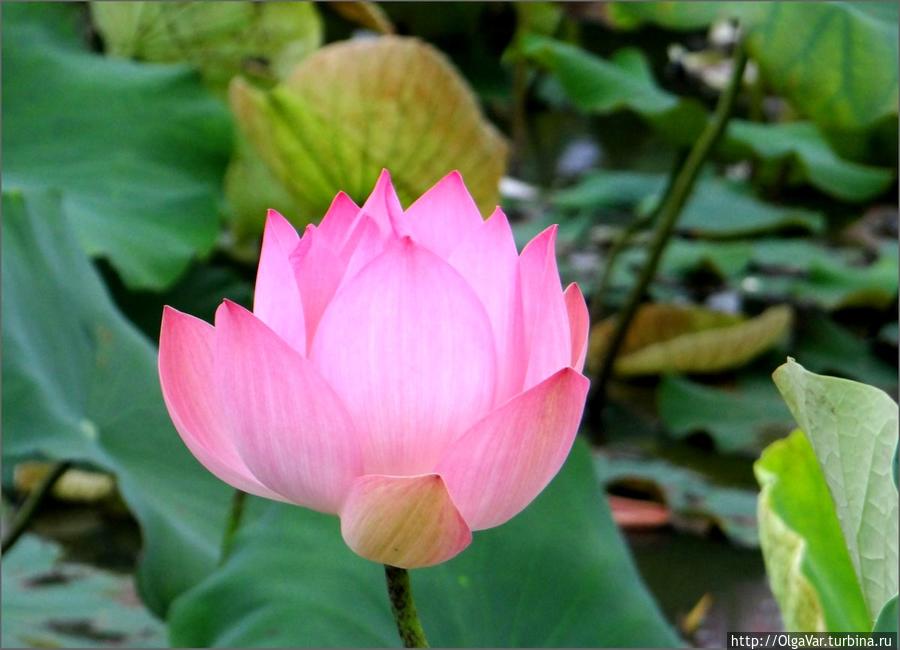 Лотос — цветок вечной жизни Провинция Сиемреап, Камбоджа